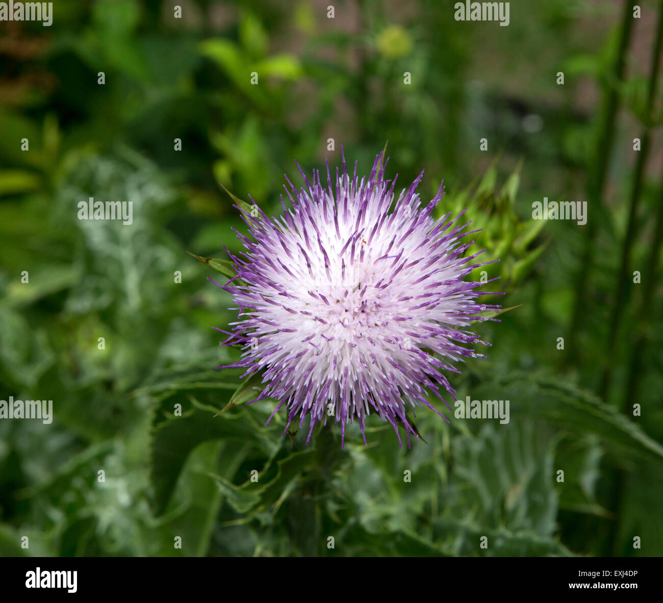 Fleur violette en forme de chardon Banque de photographies et d'images à  haute résolution - Alamy