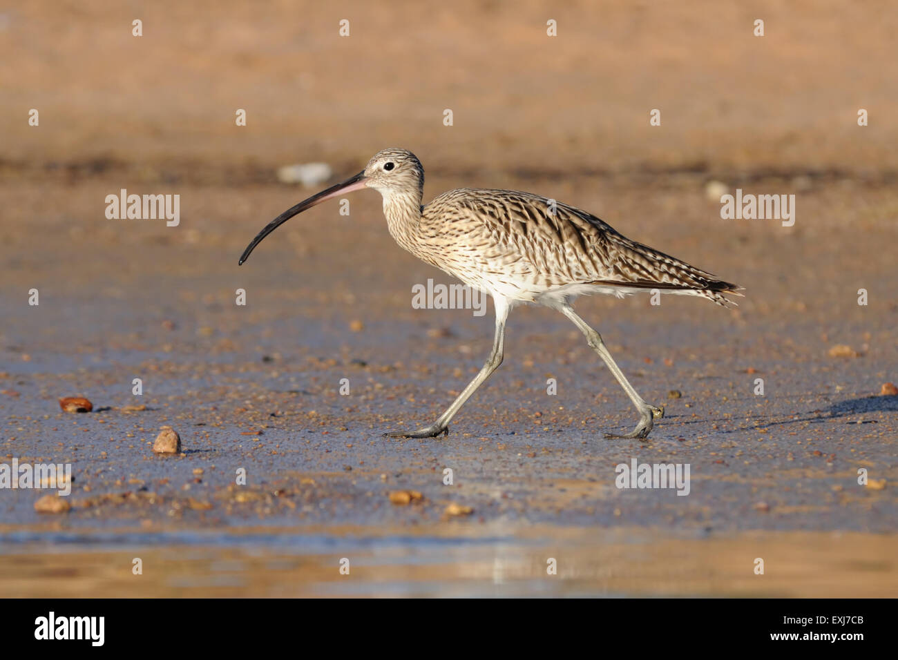 Courlis marche à Charm el-Cheikh plage de Mer Rouge Banque D'Images
