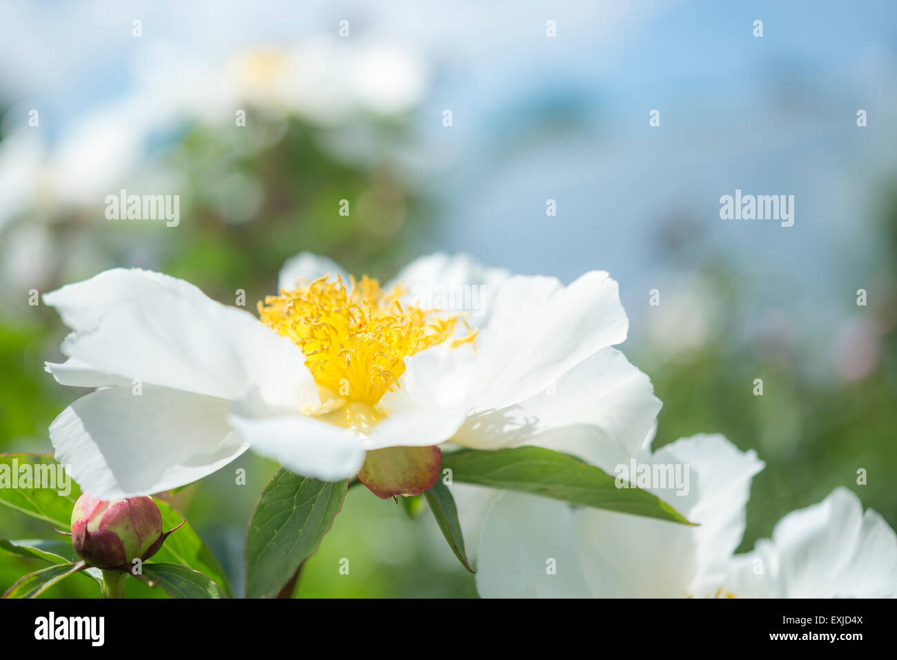 Fleur de pivoine blanche dans le soleil d'été dans un jardin anglais. Banque D'Images