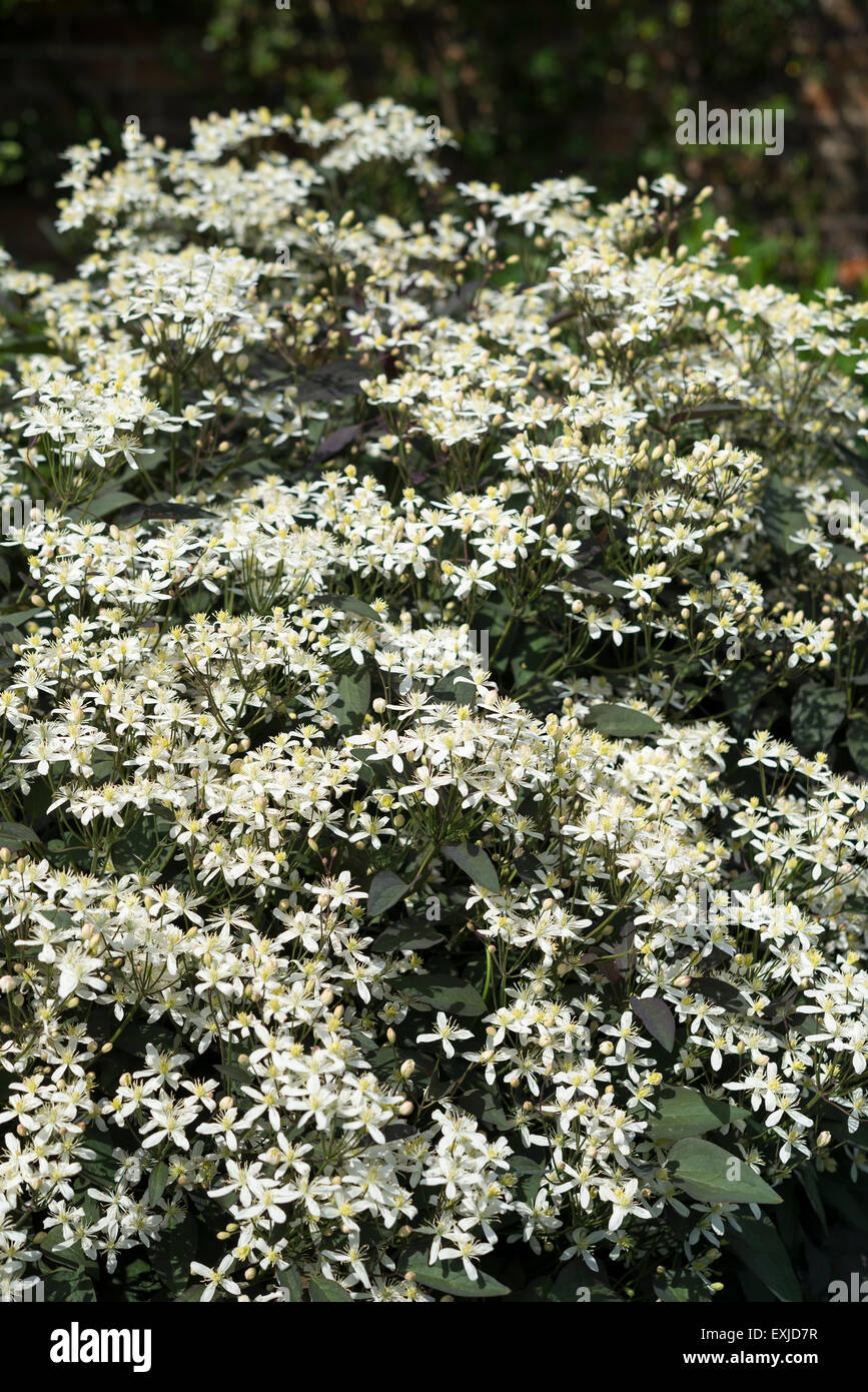 Clematis recta purpurea. Une forme verticale de clématites avec des masses de petites fleurs blanches au début de l'été. Banque D'Images