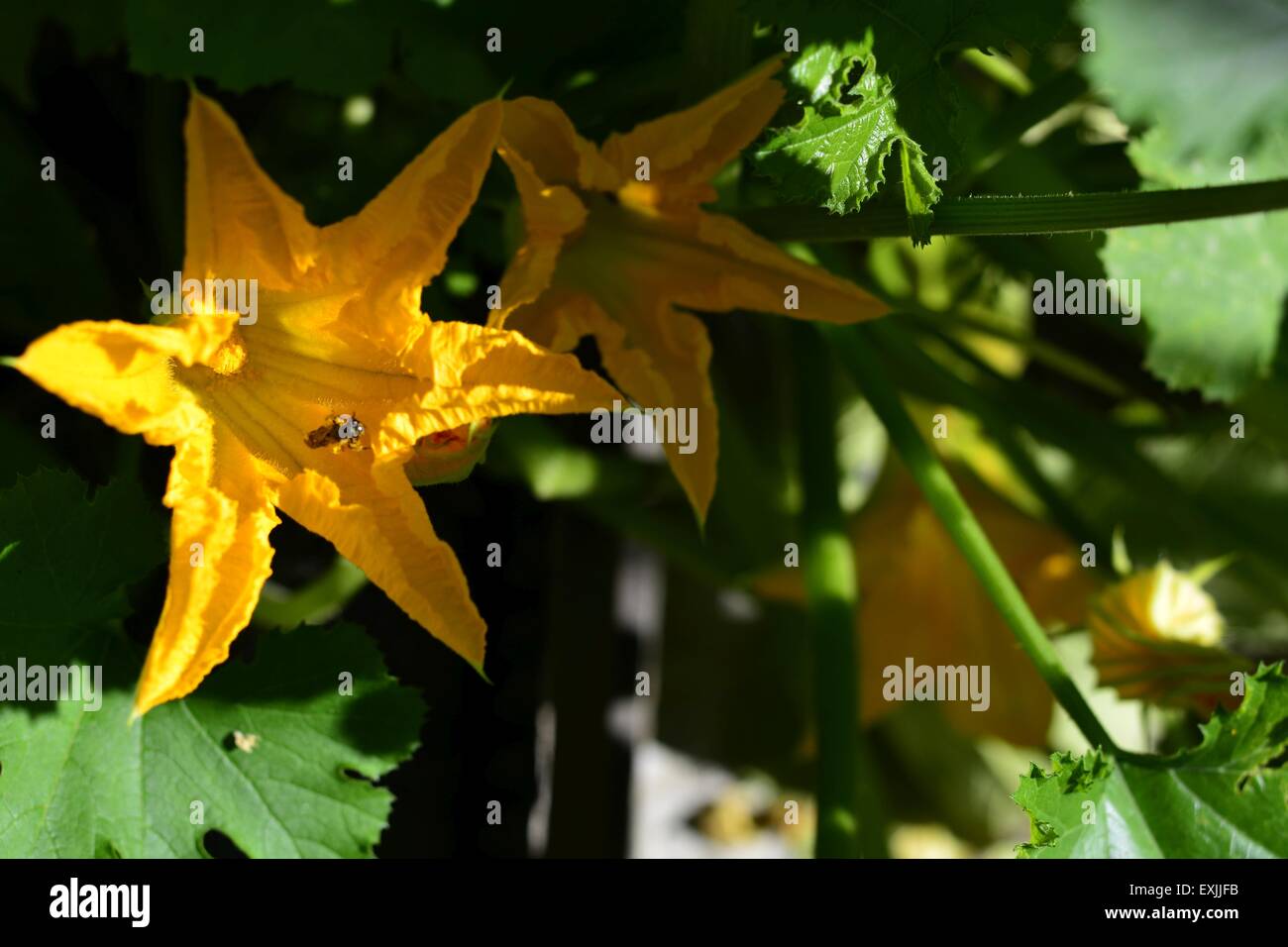 Fleur de courgette Banque D'Images