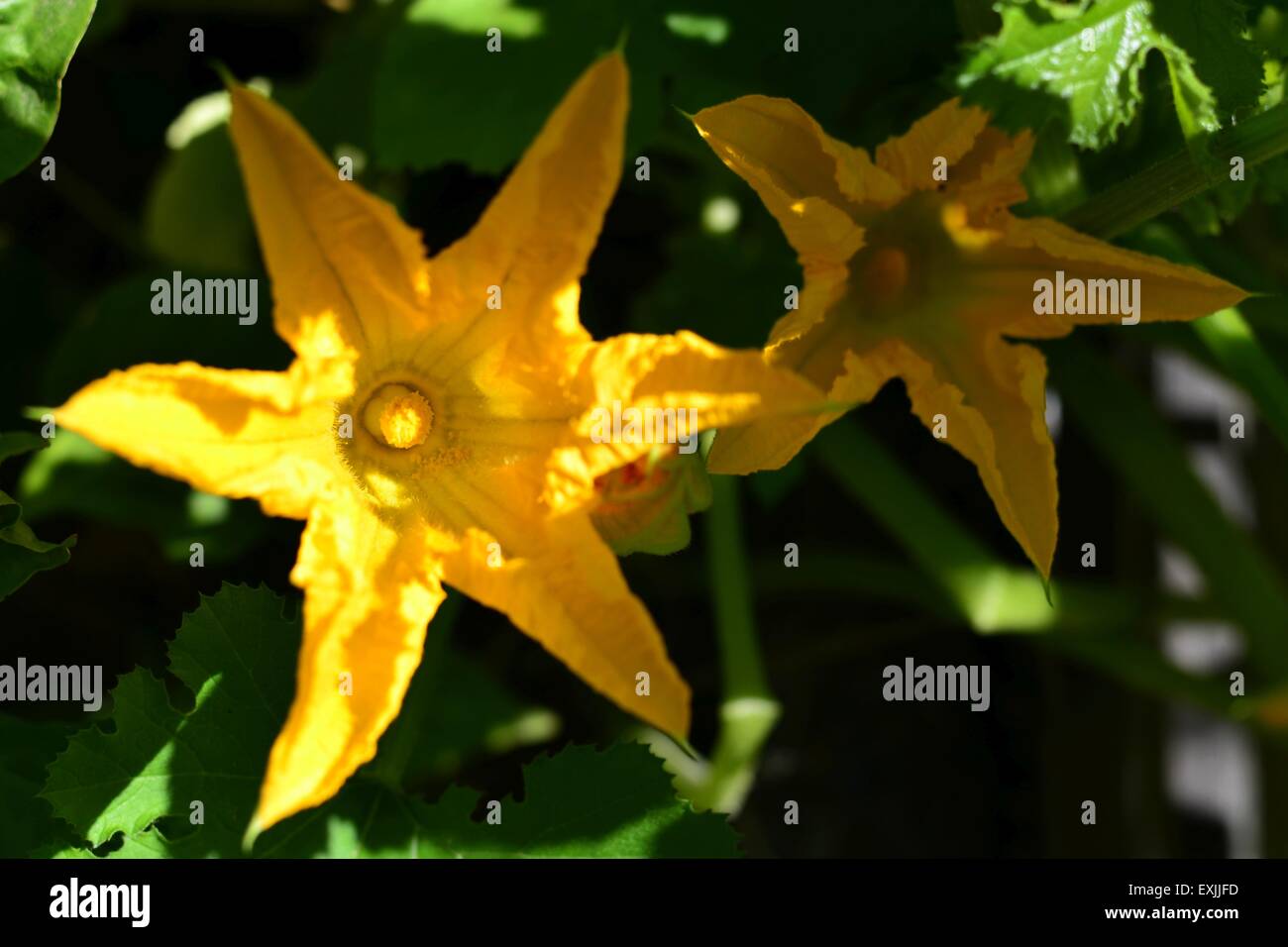 Fleur de courgette Banque D'Images