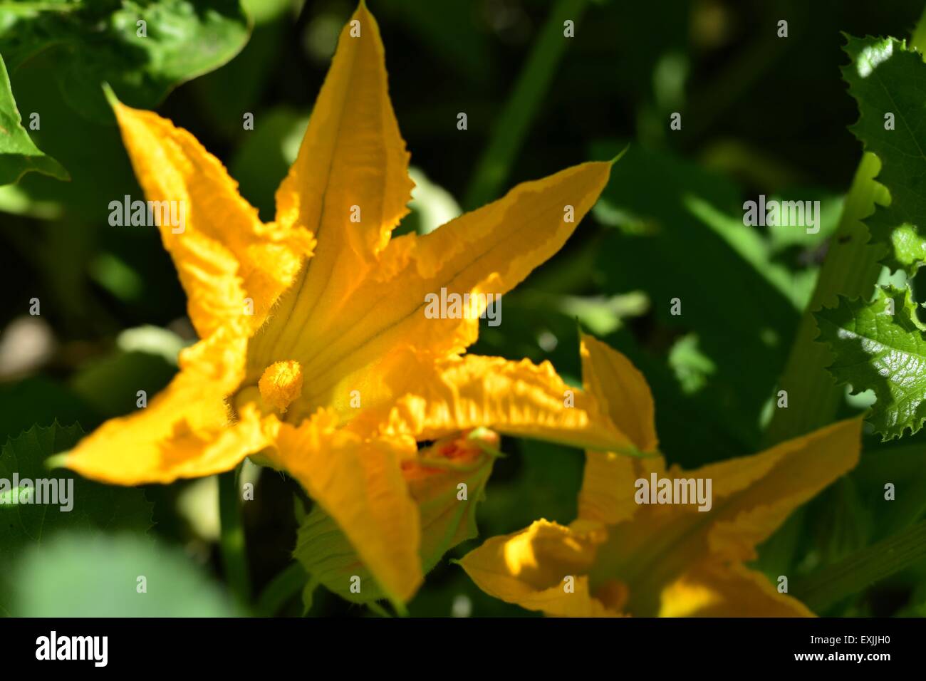 Fleur de courgette Banque D'Images