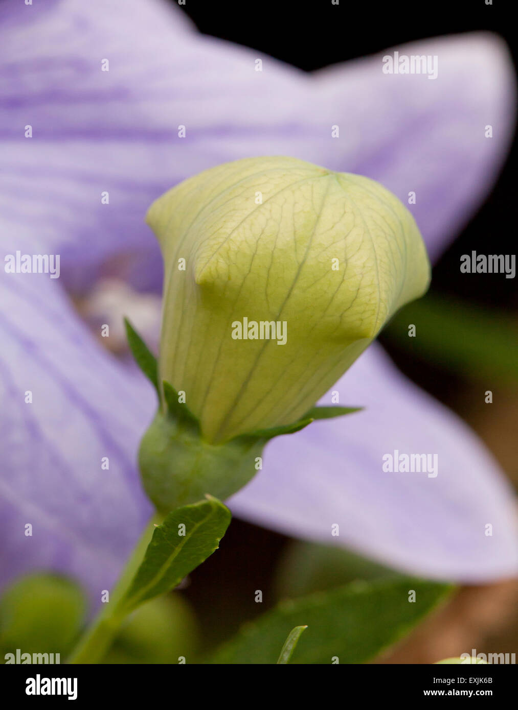 Balloon Flower plant Lamium orvala Banque D'Images