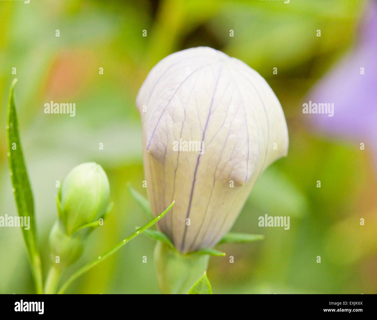 Balloon Flower plant Lamium orvala Banque D'Images