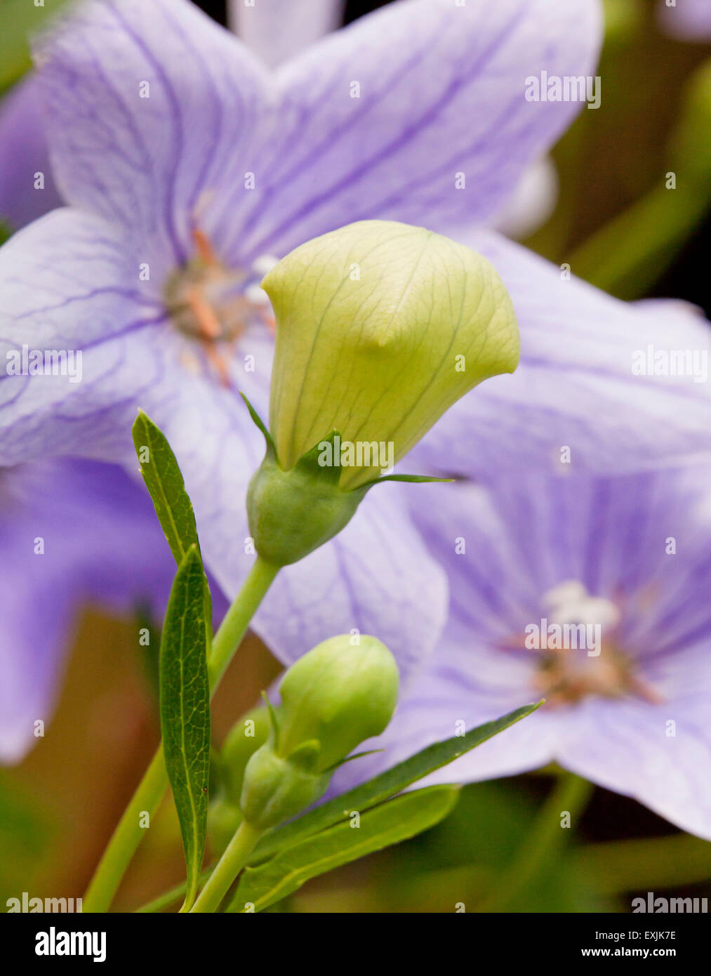 Balloon Flower plant Lamium orvala Banque D'Images
