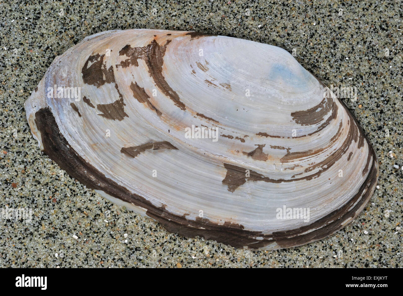 La loutre commune (Lutraria lutraria shell) lavés on beach Banque D'Images