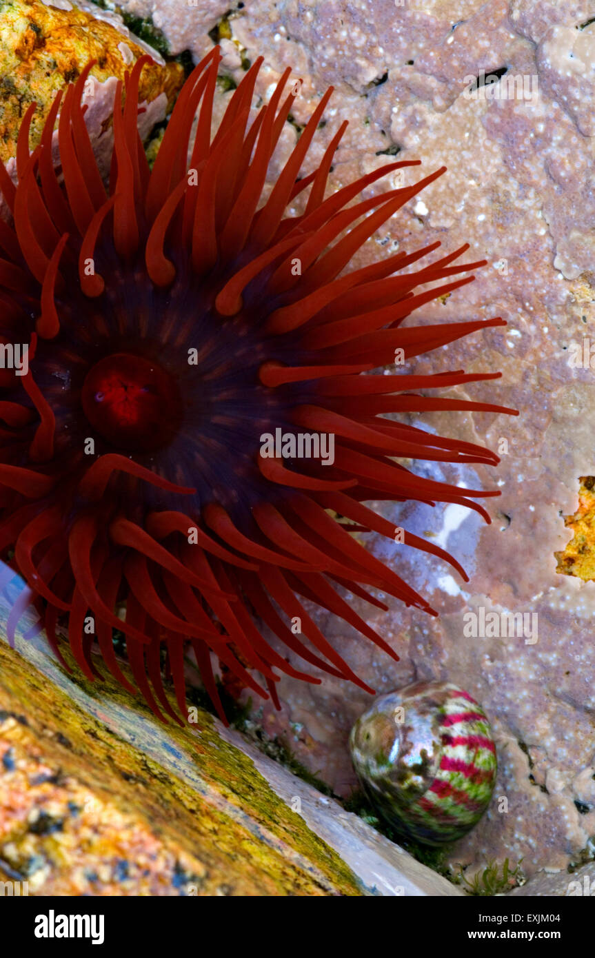 Beadlet Actinia equina (Anémone Anémone de mer rouge) dans la piscine de roche en zone intertidale Banque D'Images