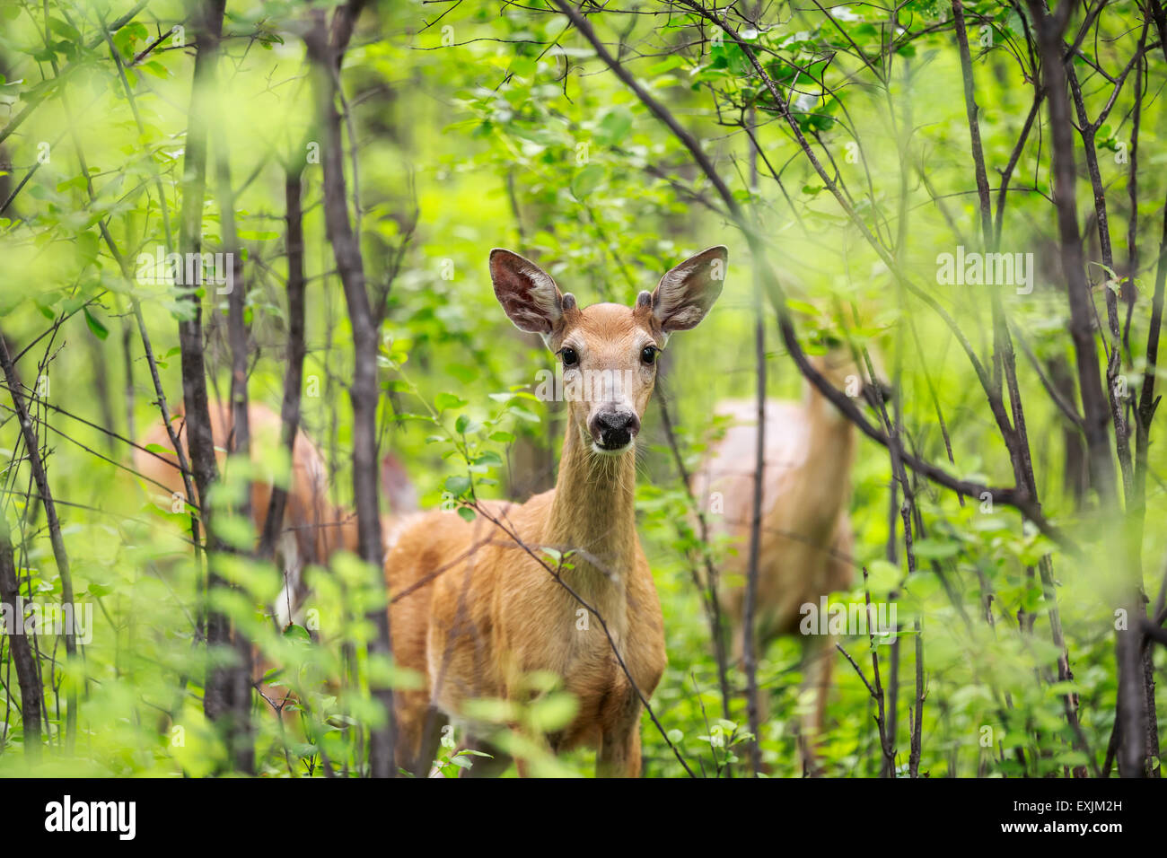 Le cerf de Virginie se cachant dans la forêt, la forêt Assiniboine, Winnipeg, Manitoba, Canada. Banque D'Images