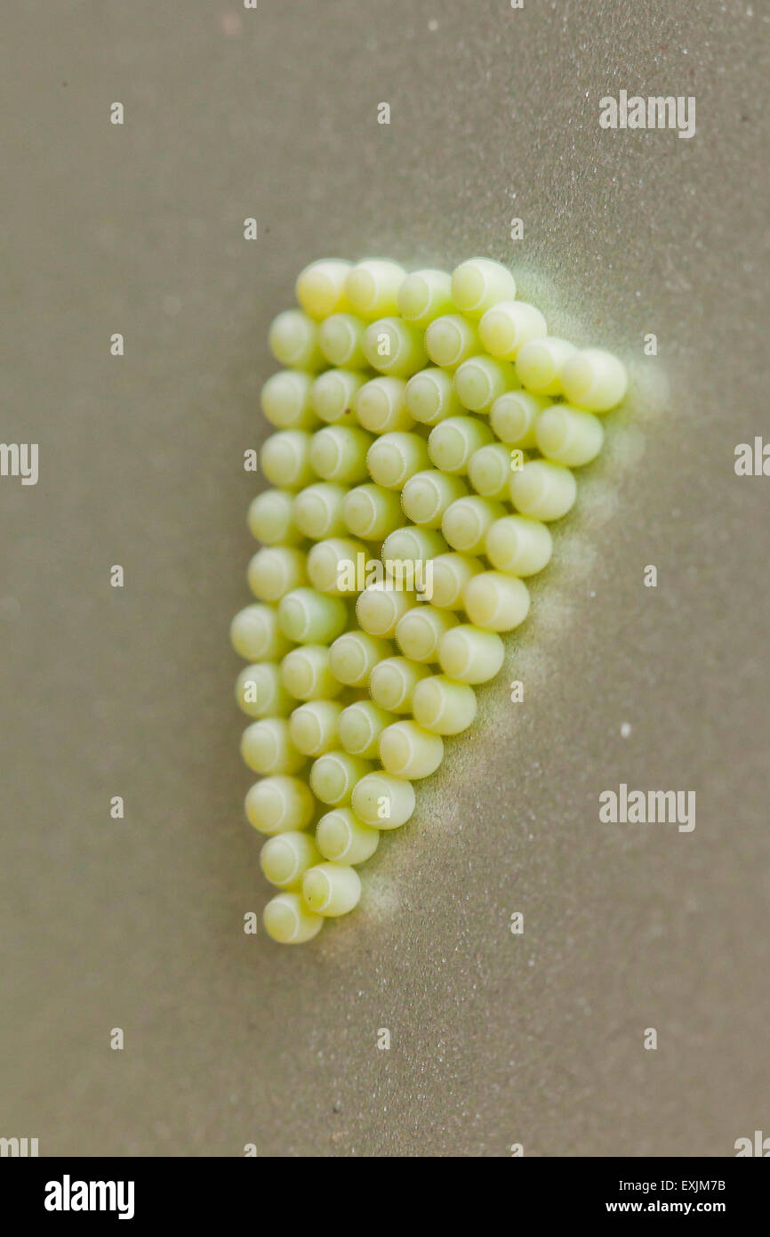 Stink bug œufs (Halyomorpha halys) - Virginia USA Banque D'Images