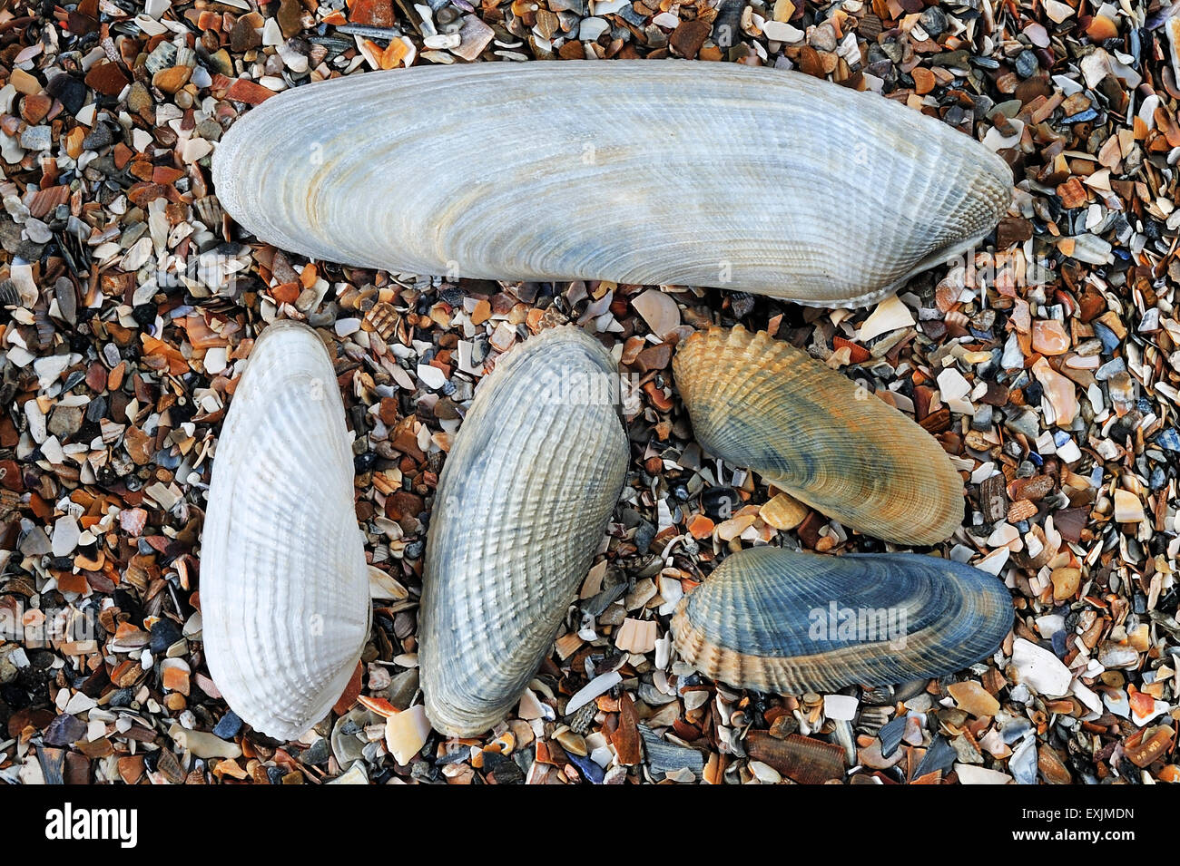 Pre Piddock Pholas dactylus (commune), américaines (Pre Piddock Petricola pholadiformis) et blanc (Pre Piddock Barnea candida) shells on beach Banque D'Images