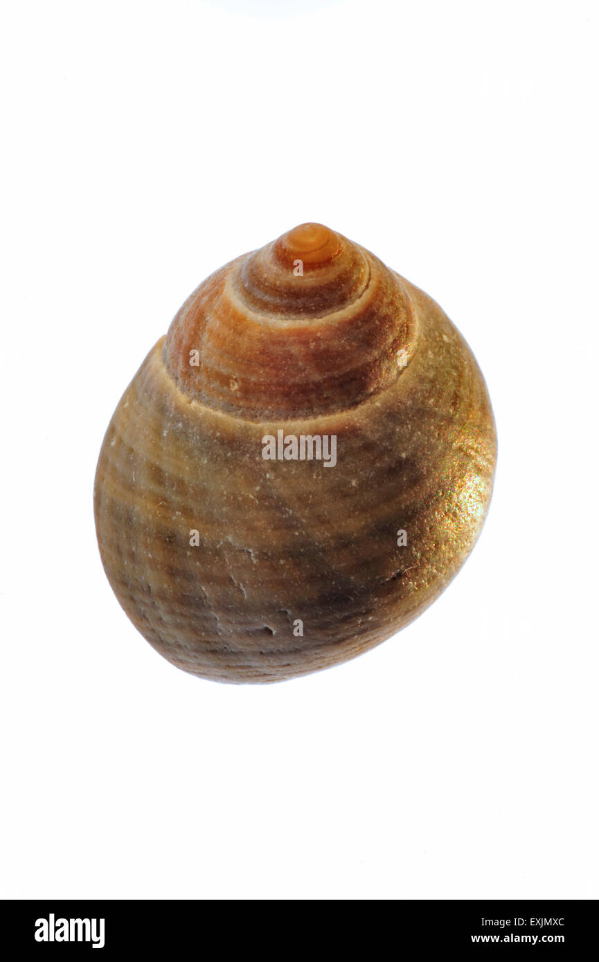 Bigorneau rugueux (Littorina saxatilis) shell sur fond blanc Banque D'Images