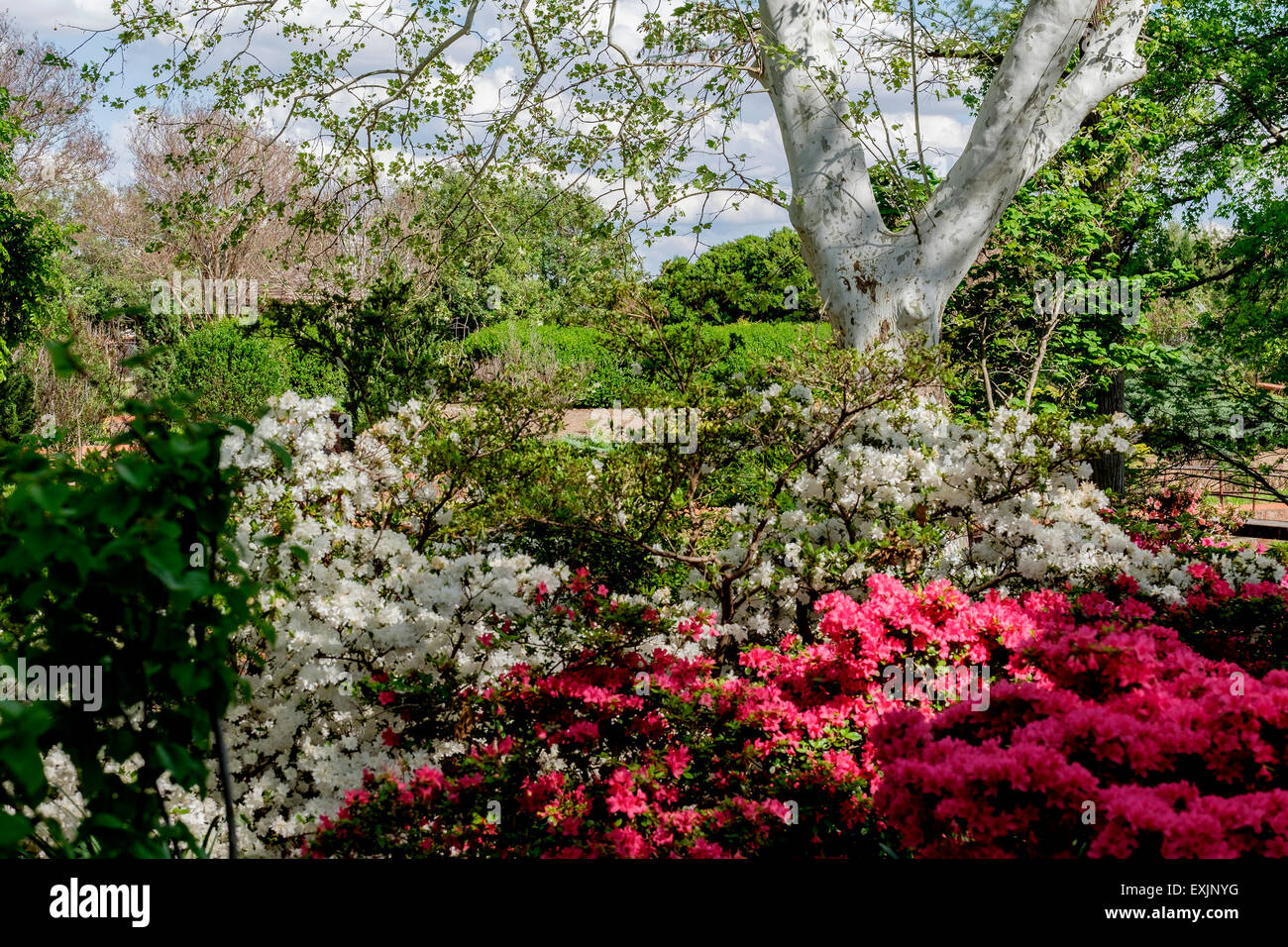 Un platane, Platanus occidentalis, montre les nouvelles laisse derrière lui le printemps fleurit Azalias. Banque D'Images
