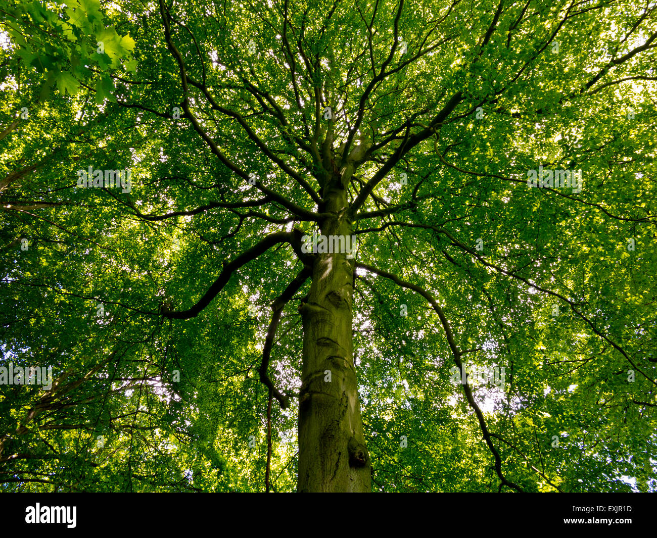 Voir à jusqu'à feuilles et branches de hêtre commun fagus sylvatica une espèce à feuilles caduques originaire du sud de l'Angleterre Banque D'Images