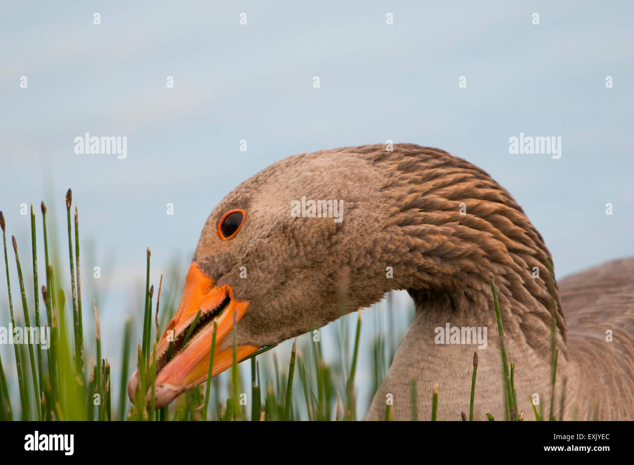 Une oie cendrée (Anser anser) se nourrit de la végétation au bord de l'eau, le CLAJ, Norfolk, UK Banque D'Images