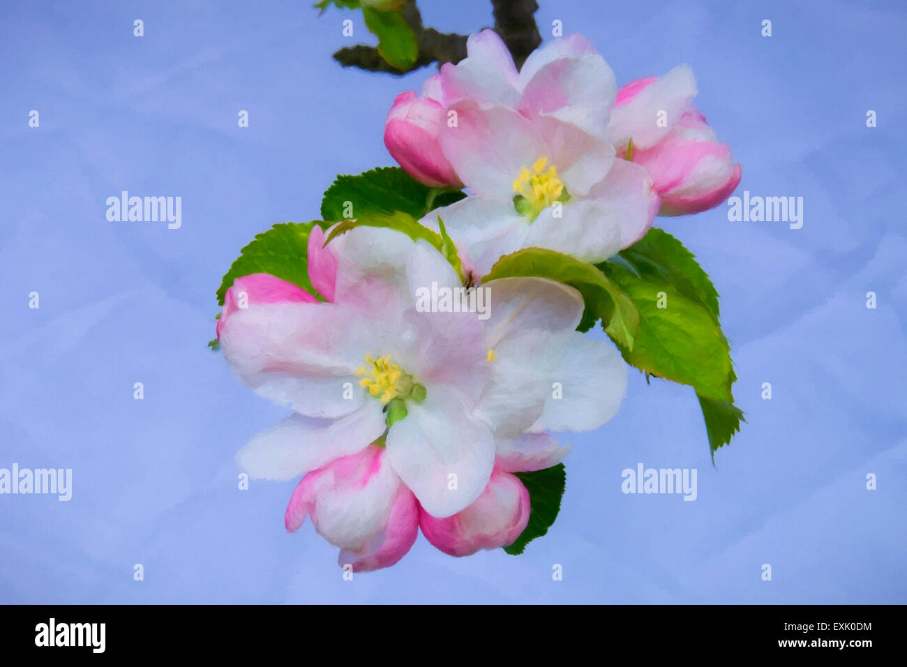 Peinture créées numériquement de apple blossom Banque D'Images