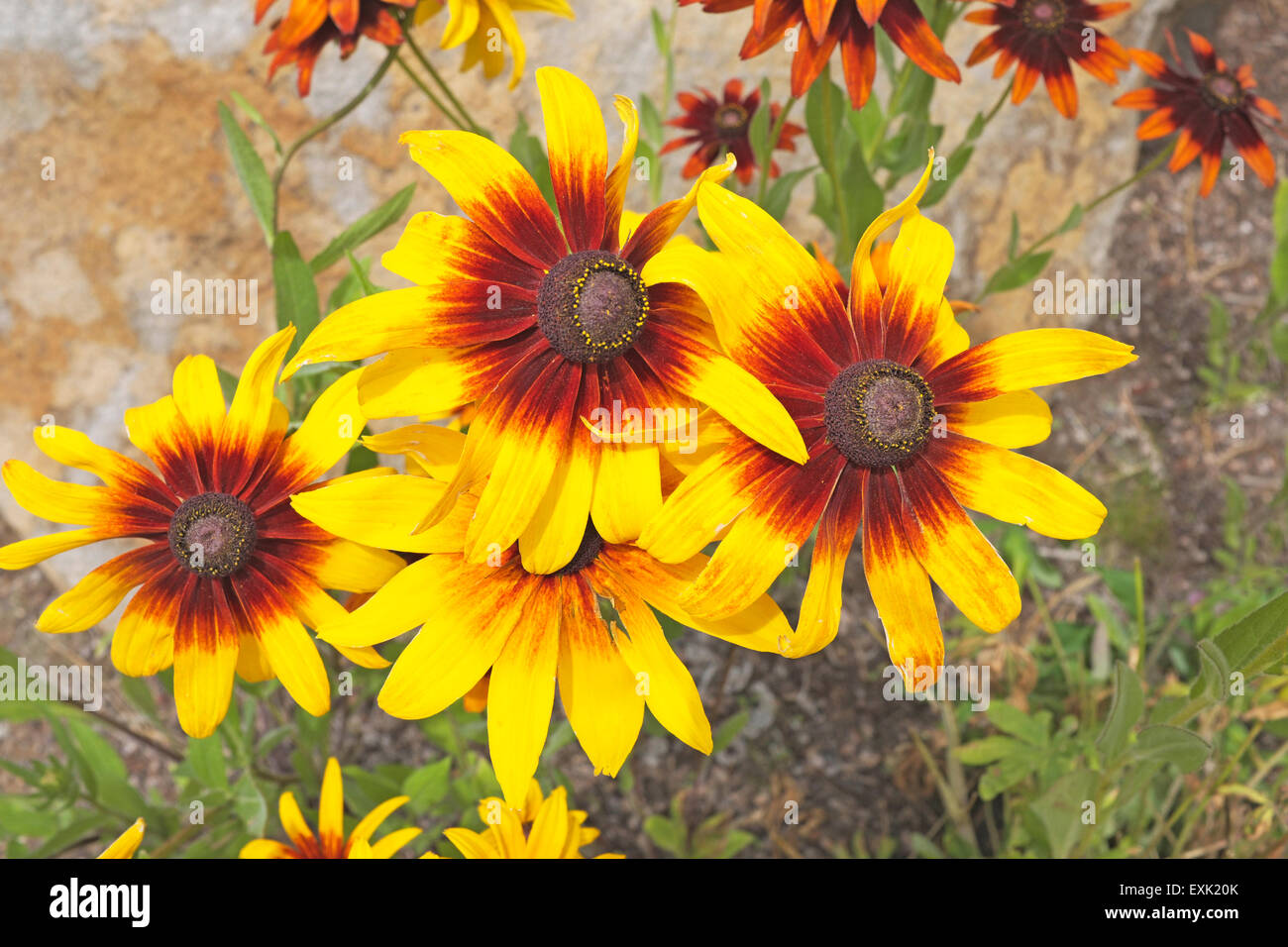 Gloriosa Daisy, fleurs, Rudbeckia gloriosa, est un type de Black Eyed Susan ou coneflower Banque D'Images