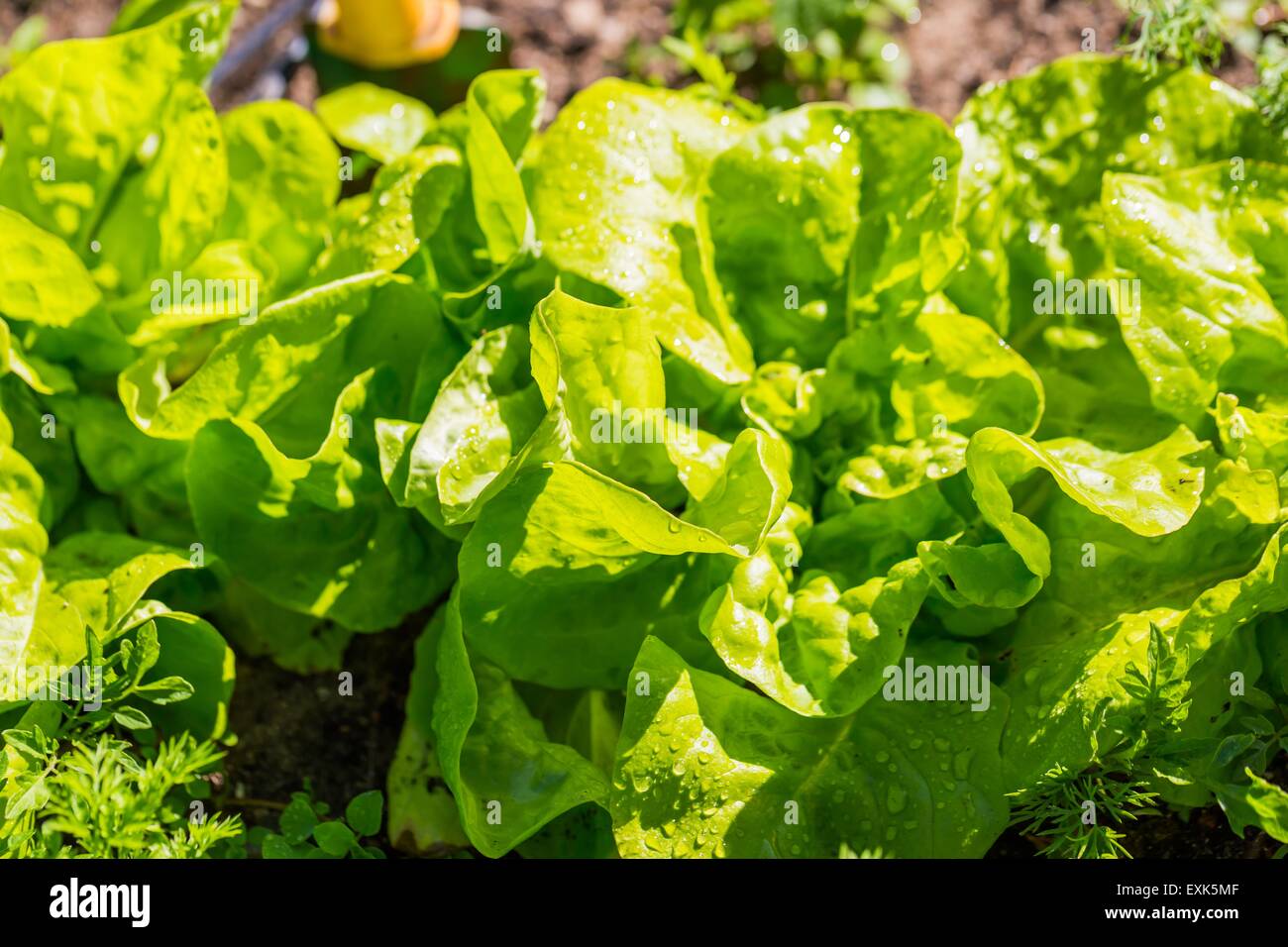 Les jeunes de plus en plus de la laitue dans le jardin. Belle photo de légumes verts. Banque D'Images