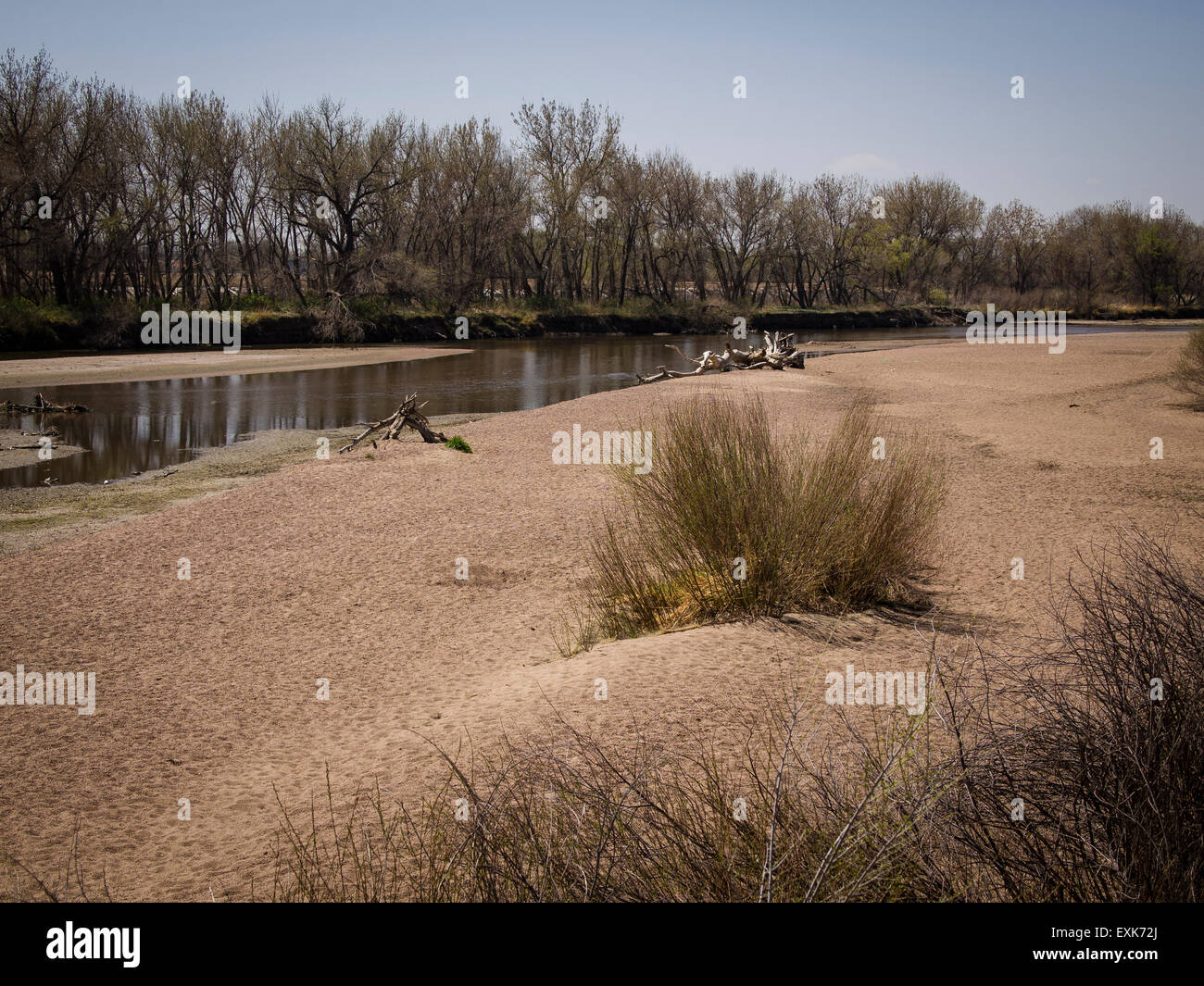 Peupliers bordent les rives de la rivière South Platte près de Evans, au Colorado, en avril il est encore faible et facile à franchir. Banque D'Images