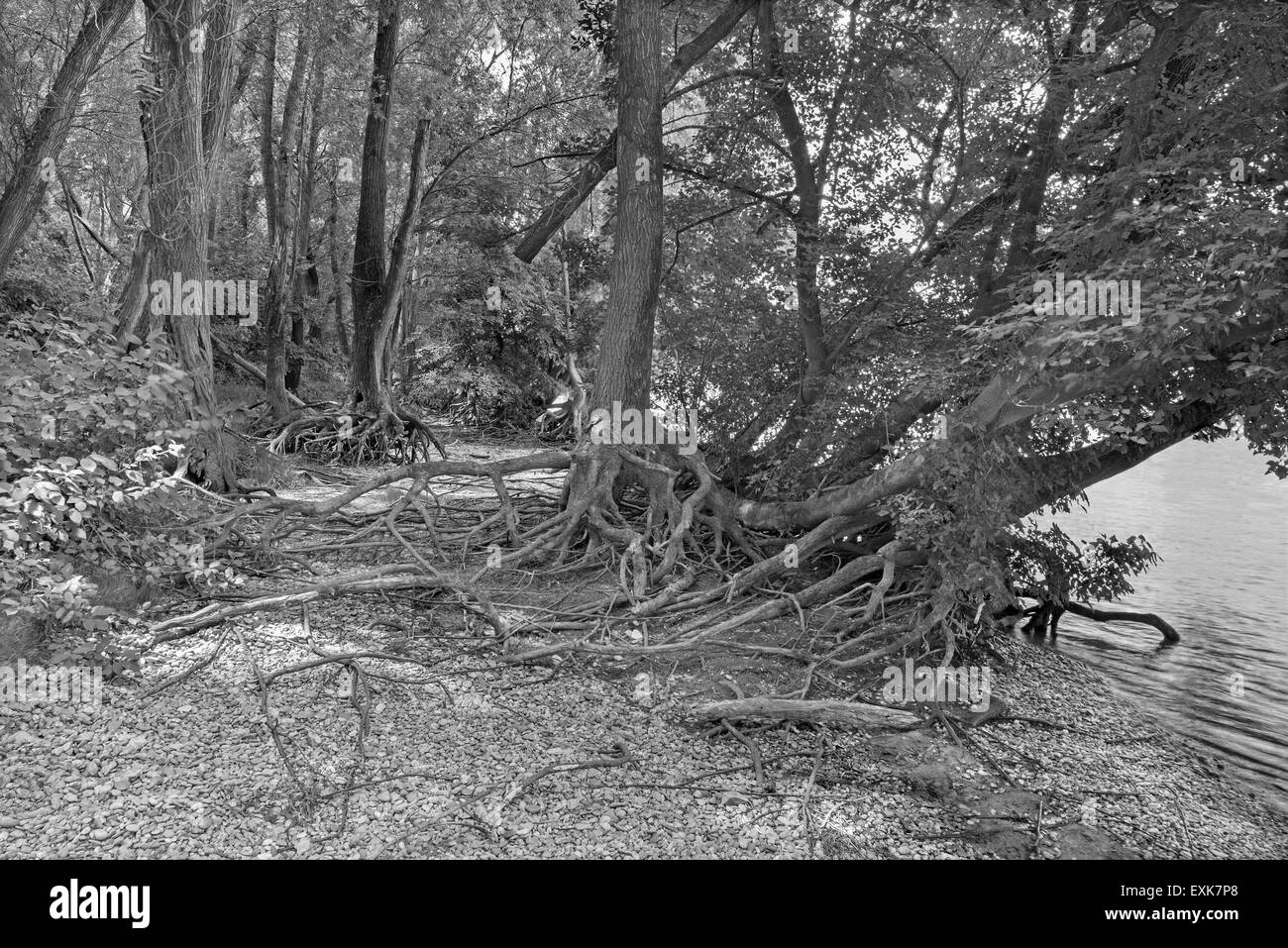 Forêt alluviale sur le front du Danube dans le parc national de Donau-Auen Autriche. Banque D'Images