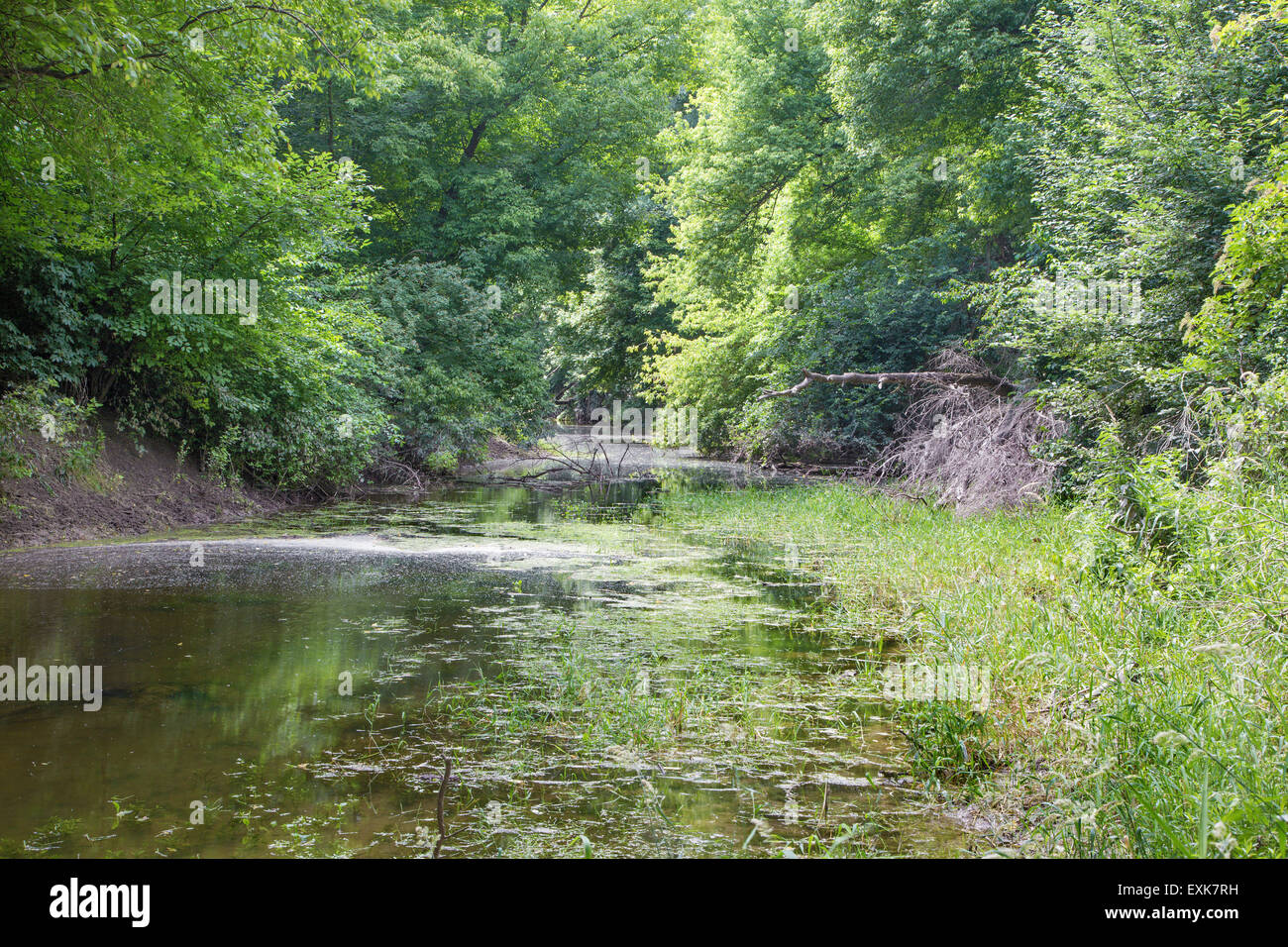 Forêt alluviale sur le front du Danube dans le parc national de Donau-Auen Autriche. Banque D'Images