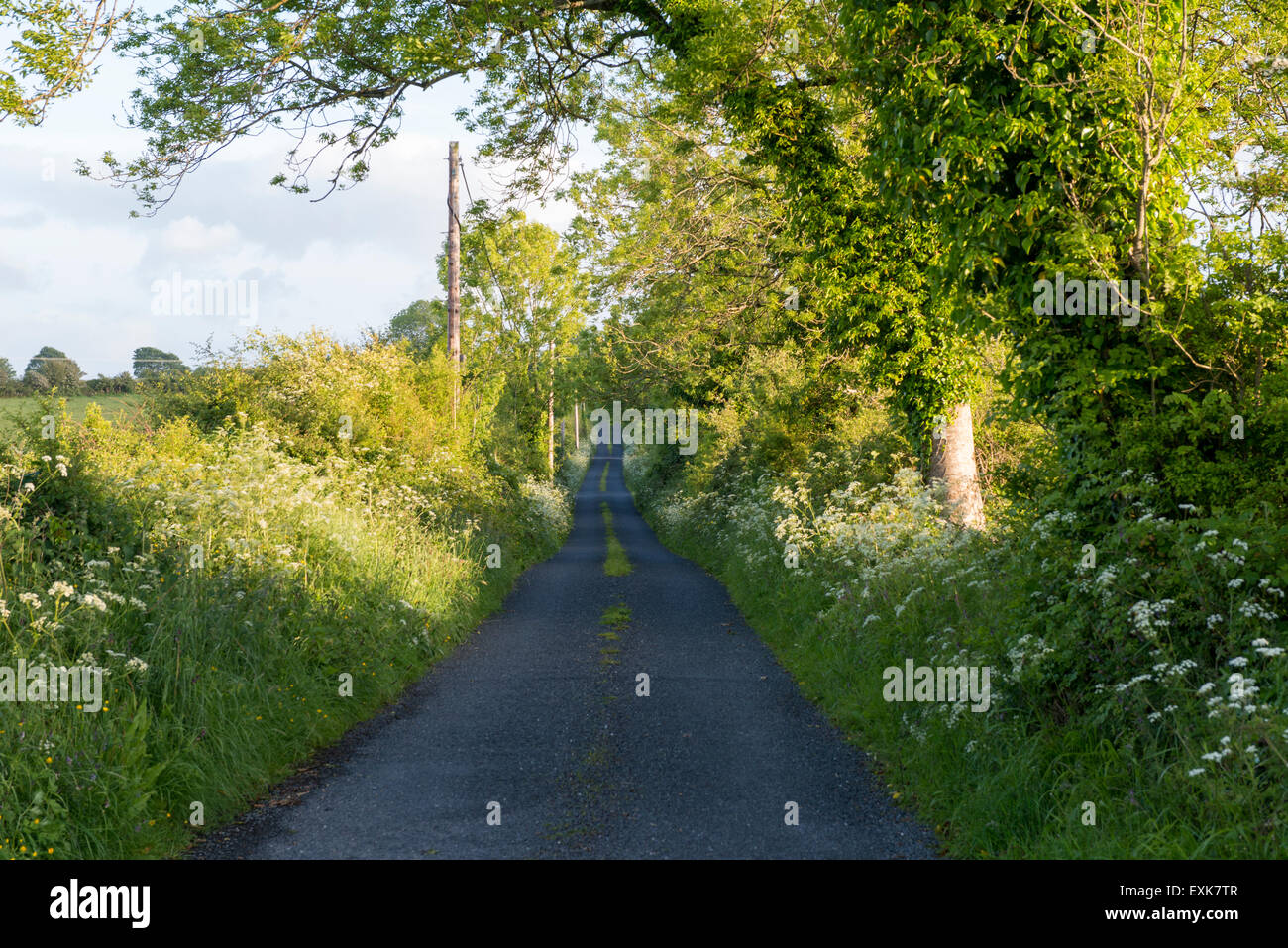 Route arrière étroit en Irlande Banque D'Images