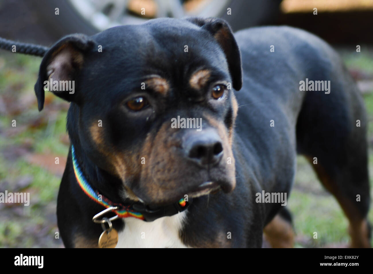 Tricolore Staffordshire Bull Terrier rescue dog Banque D'Images