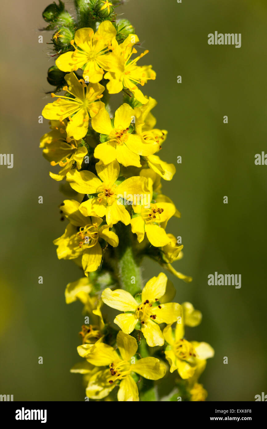 Close up des fleurs individuelles sur la tige de l'aigremoine, Agrimonia eupatoria commun Banque D'Images
