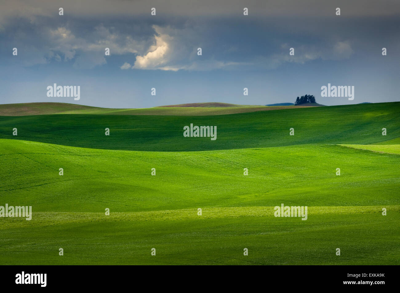 Collines de champs de blé vert dans la région de Palouse l'empire intérieur de Washington Banque D'Images