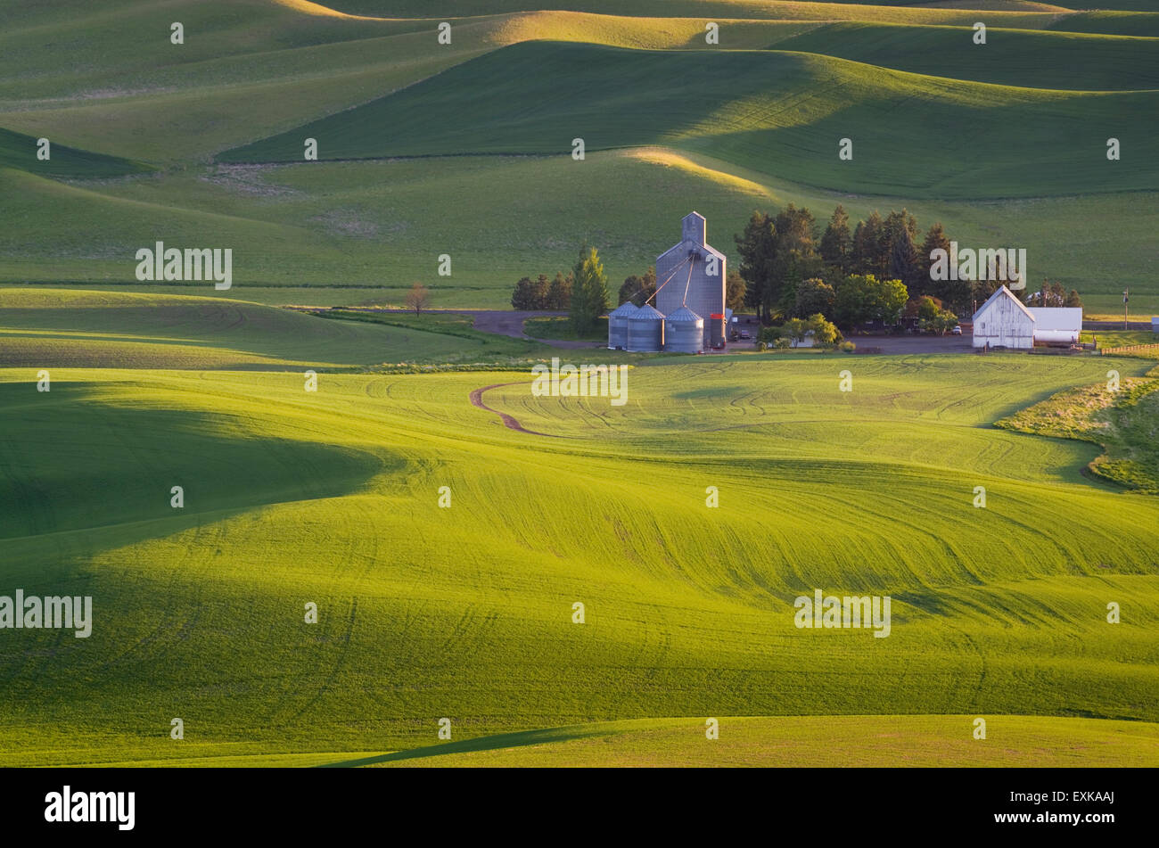 Farm situé au milieu des collines de champs de blé vert dans la région de Palouse l'empire intérieur de Washington Banque D'Images