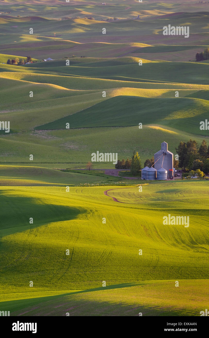 Farm situé au milieu des collines de champs de blé vert dans la région de Palouse l'empire intérieur de Washington Banque D'Images