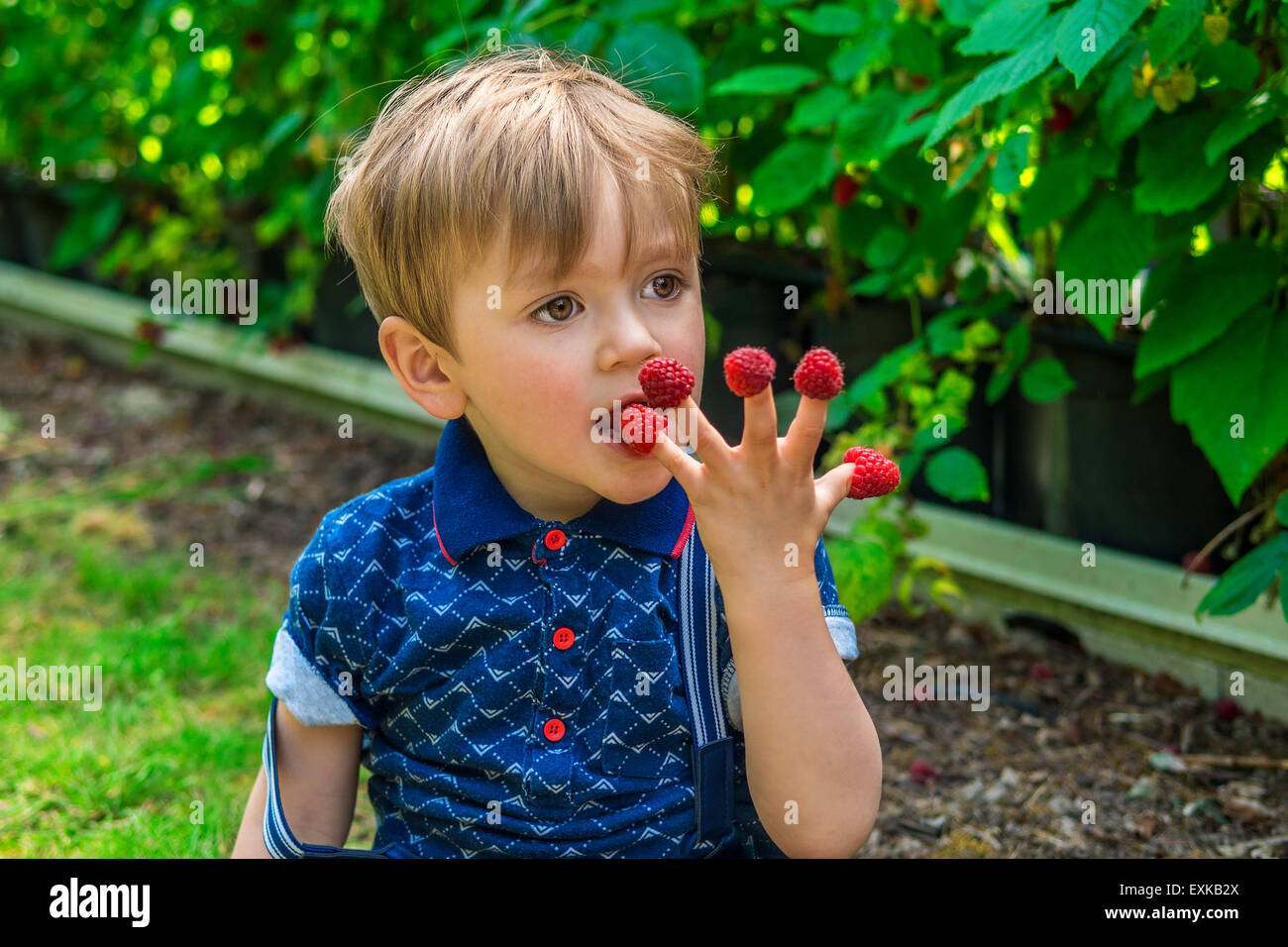 Beau boy picking et manger des framboises Banque D'Images
