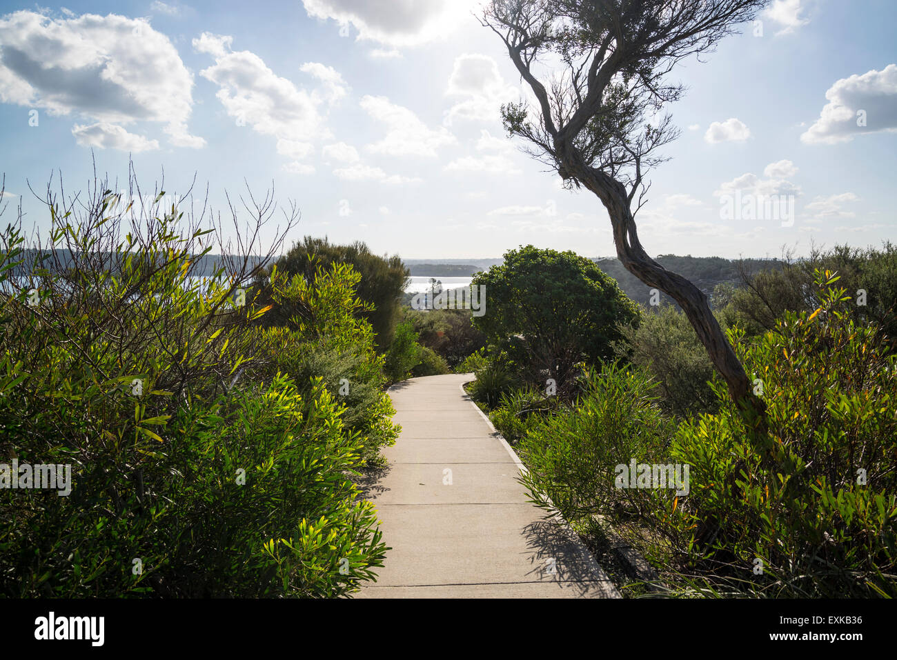 Watson Bay, l'écart Bluff, Sydney Harbour National Park, Sydney, Australie Banque D'Images