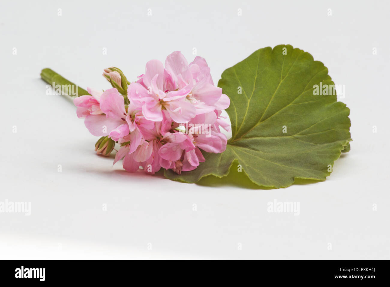 Fleur de géranium rose et de feuilles sur fond blanc Banque D'Images