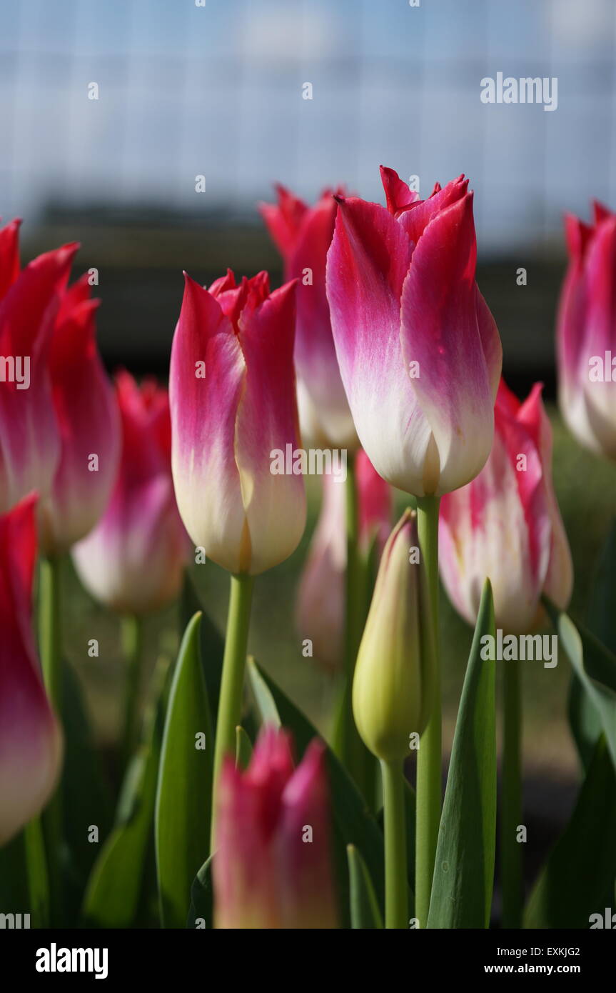 La vallée Skagit tulip field avec de belles fleurs roses. Banque D'Images