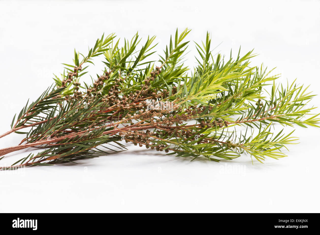 Arbre à thé (melaleuca alternifolia) feuilles sur fond blanc Banque D'Images