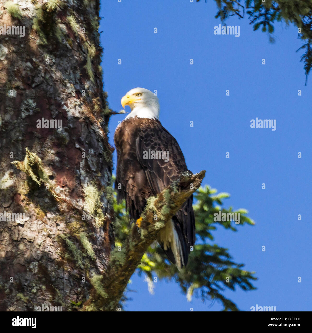 Un pygargue perchée fièrement sur une branche près de son nid sur l'île de Vancouver à Ucluelet (Colombie-Britannique) Banque D'Images