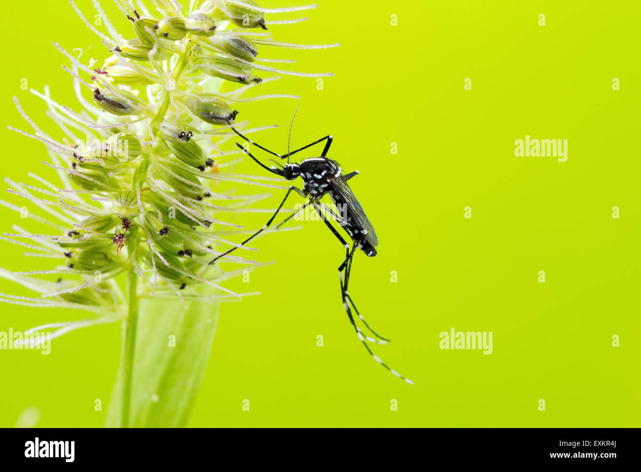 Asian Tiger Mosquito (Aedes albopictus) Banque D'Images