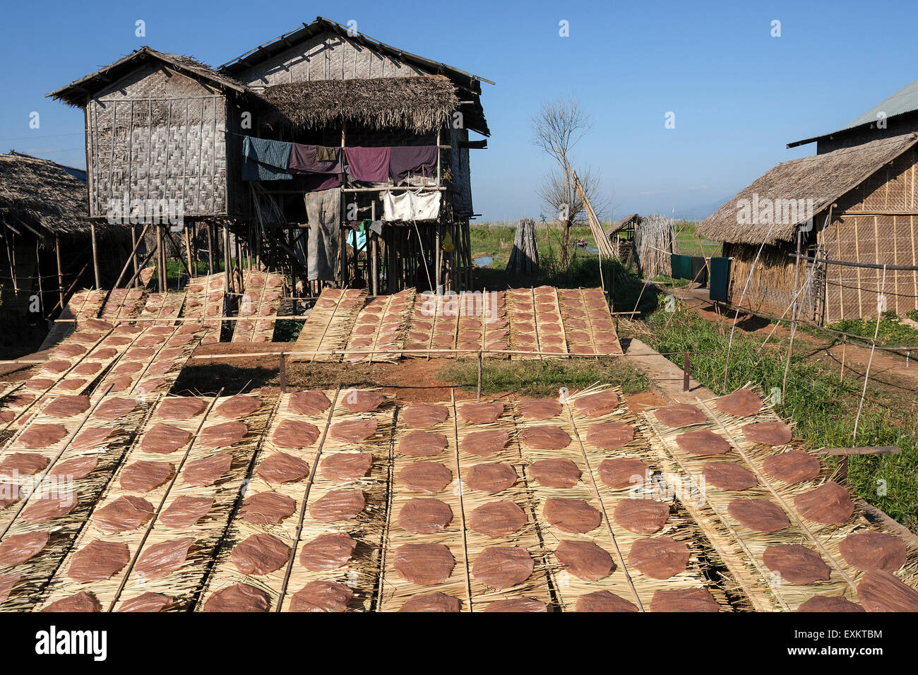 Les gâteaux de riz, séchant au soleil, près de l'Lin-Gin, lac Inle, l'État de Shan, Myanmar Banque D'Images