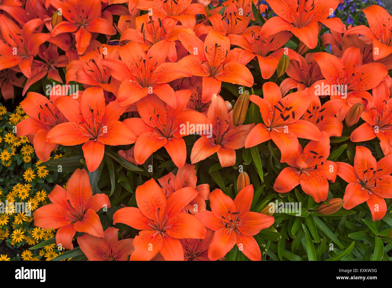 Le lis tigré orange (Lilium lancifolium), Bavière, Allemagne Banque D'Images