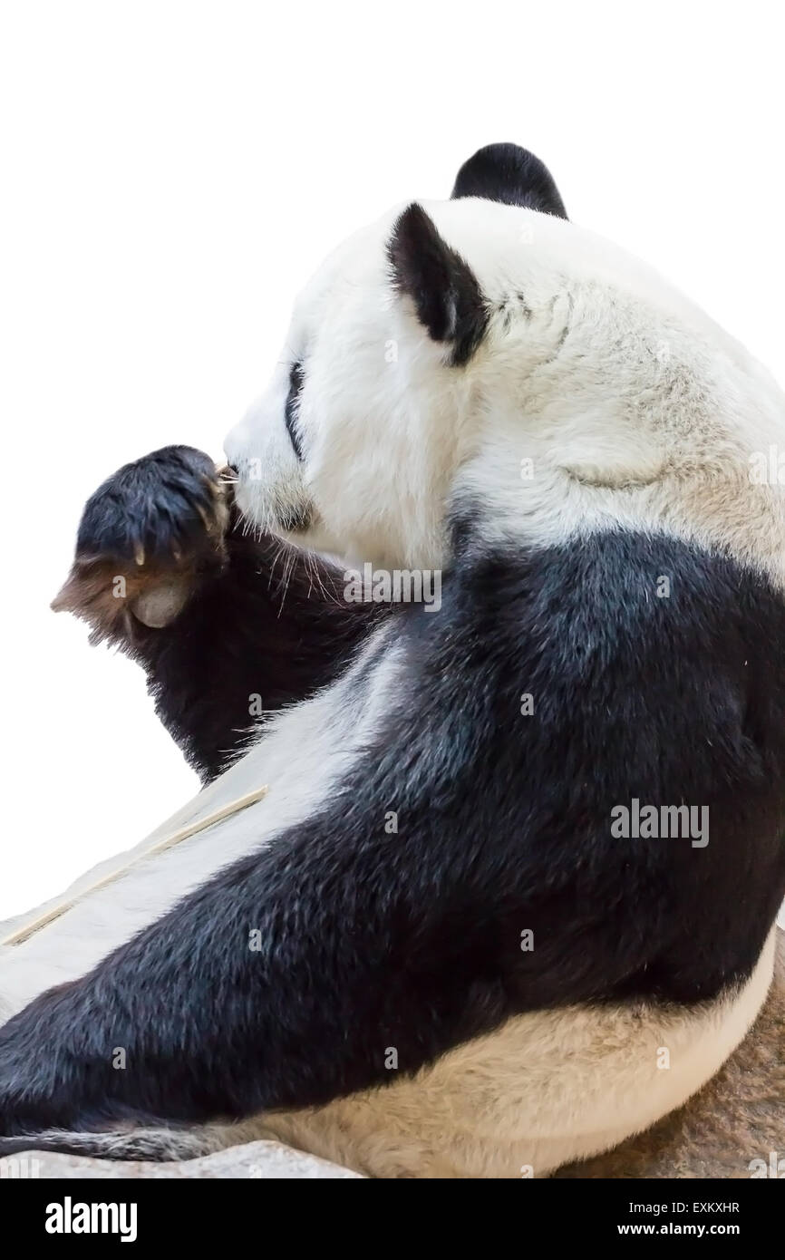 Panda eating bamboo isolé sur fond blanc Banque D'Images