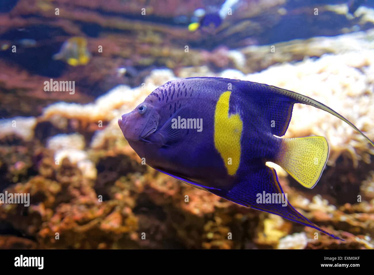 Purple yellowbar angelfish Pomacanthus maculosus - nage sous l'eau dans la mer de l'eau cristal Banque D'Images