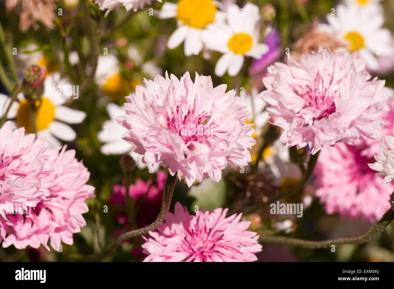 Centaurea cyanus Bleuet rose Banque D'Images