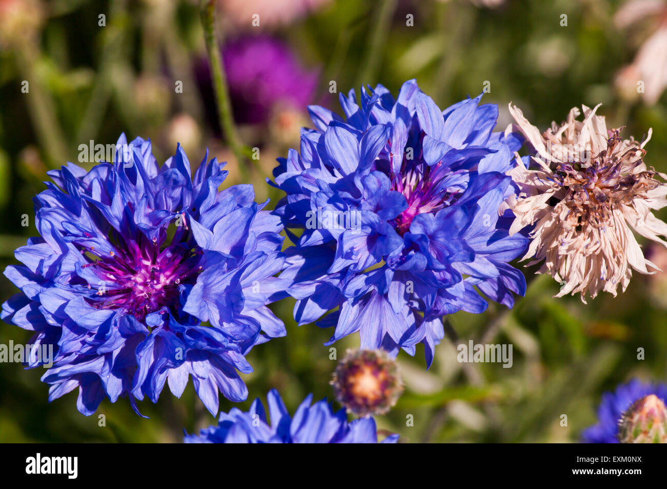 Centaurea cyanus Bleuet bleu Banque D'Images