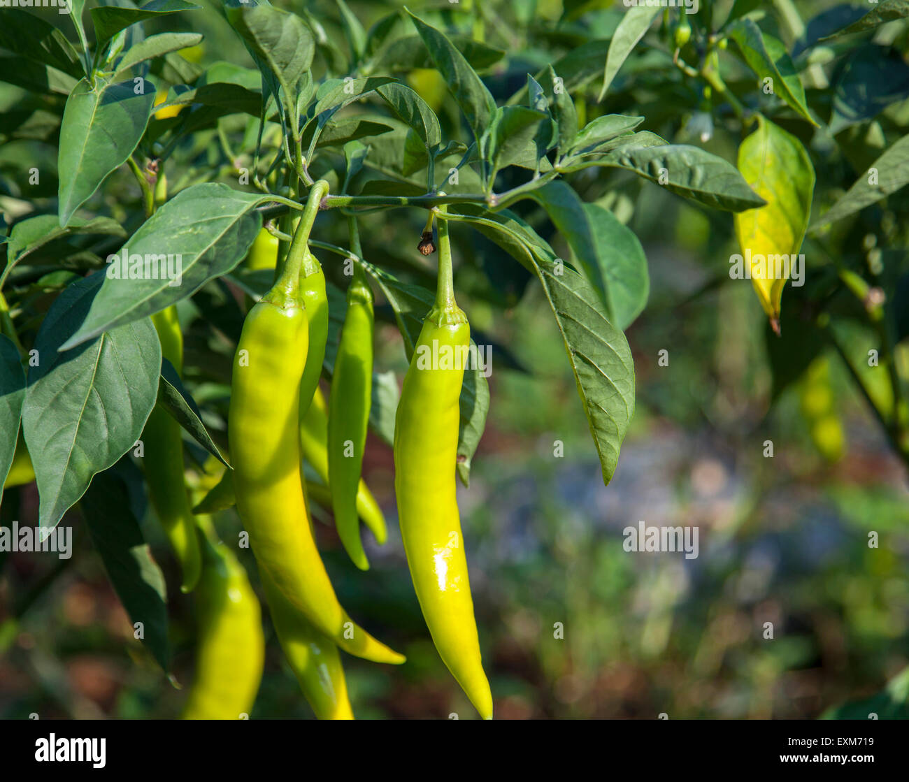 Piment vert dans la ferme de chili Banque D'Images