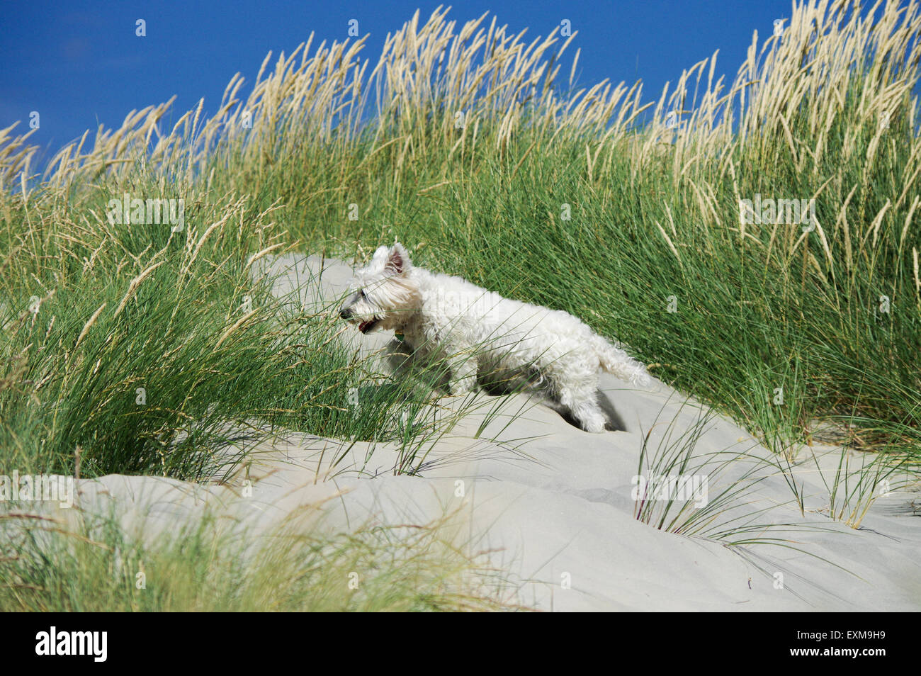 Doggie jouant dans les dunes - East West Wittering, tête Banque D'Images