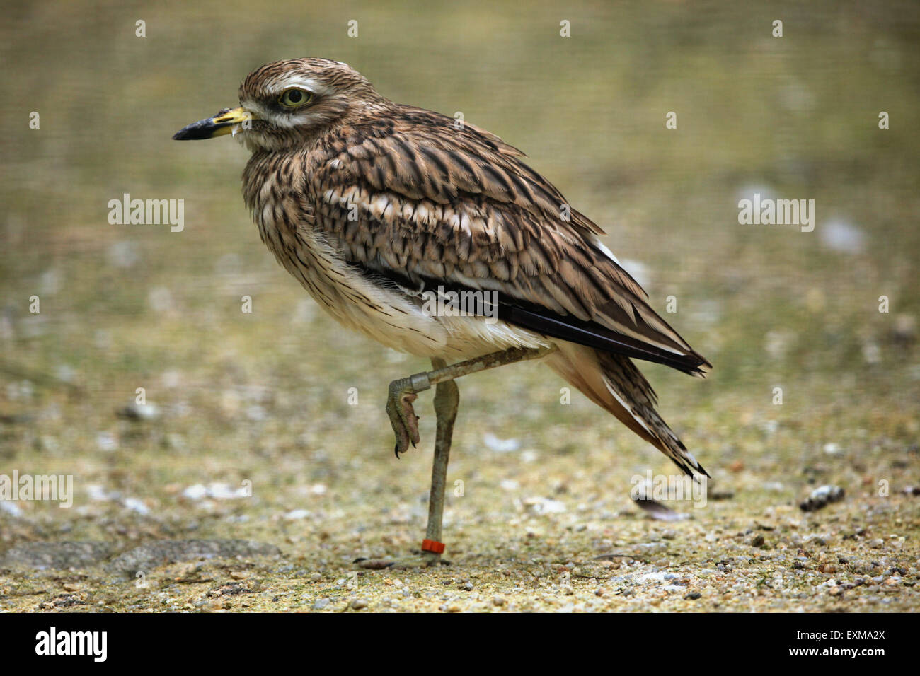 Bruant curlew (Burhinus bistriatus) au Zoo Ohrada Hluboká nad Vltavou, en Bohême du Sud, en République tchèque. Banque D'Images
