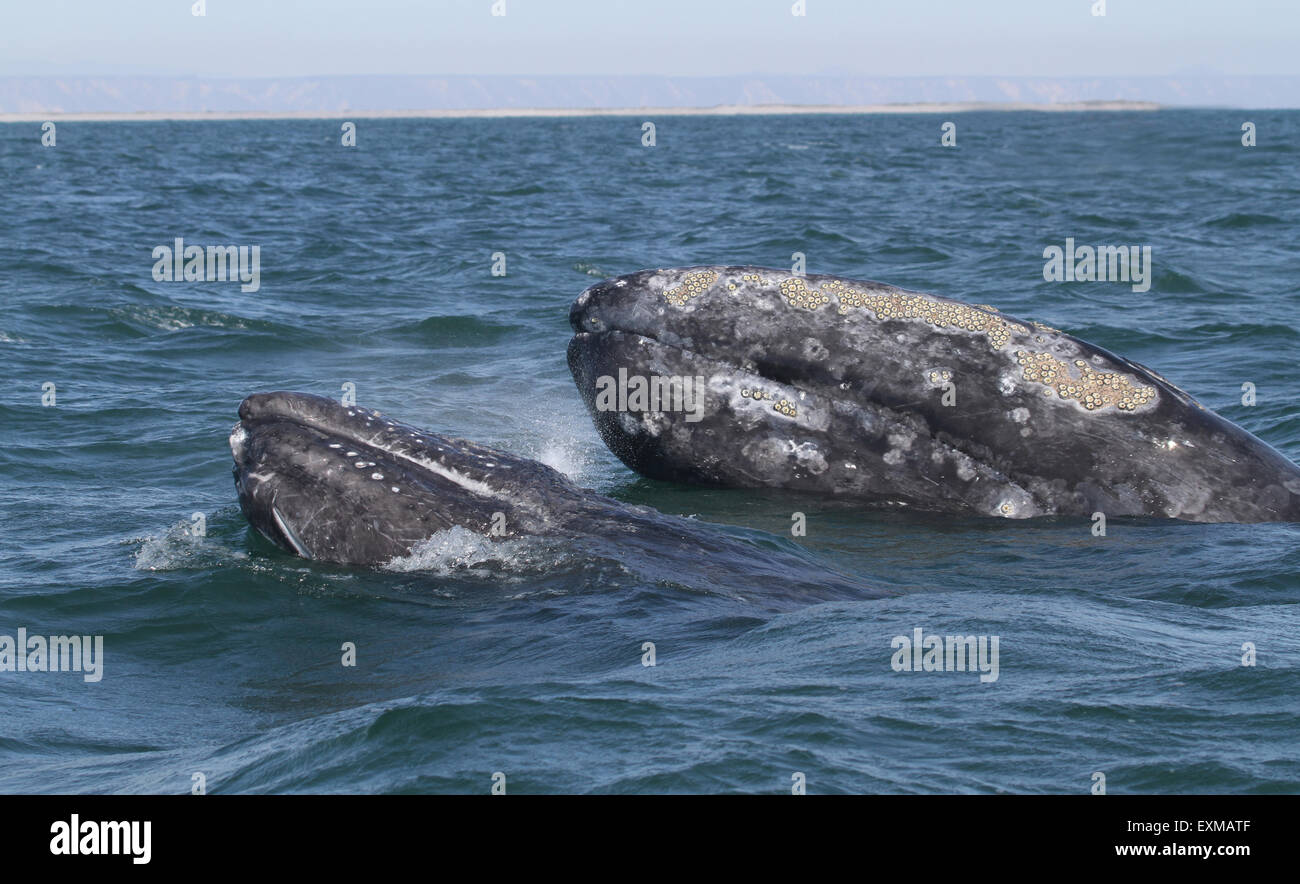 Mère et son petit chefs baleine grise Banque D'Images