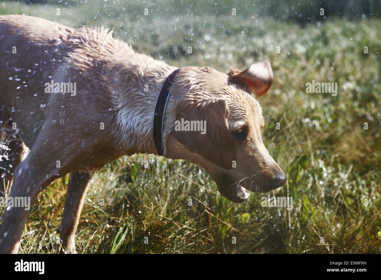 Yellow Labrador Retriever chiot âgé de 14 mois apprendre à nager dans la rivière près de Shoreham, East Sussex, UK Banque D'Images