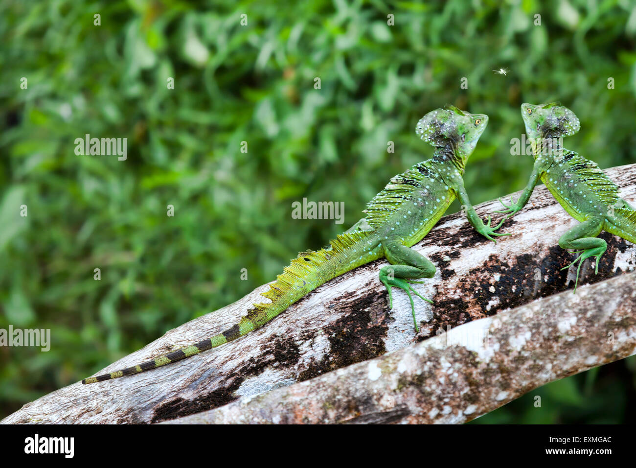 Deux iguanes verts sur un membre de l'arbre à Tortuga, Costa Rica, Amérique centrale. Banque D'Images